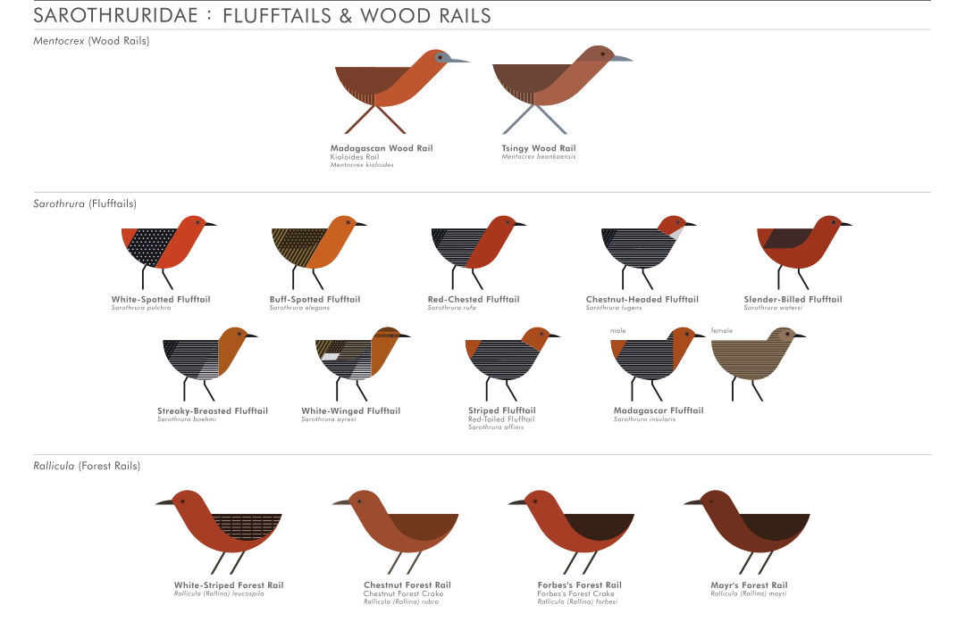 scott partridge - ave - avian vector encyclopedia - flufftails sarothruridae gruiformes - bird vector art