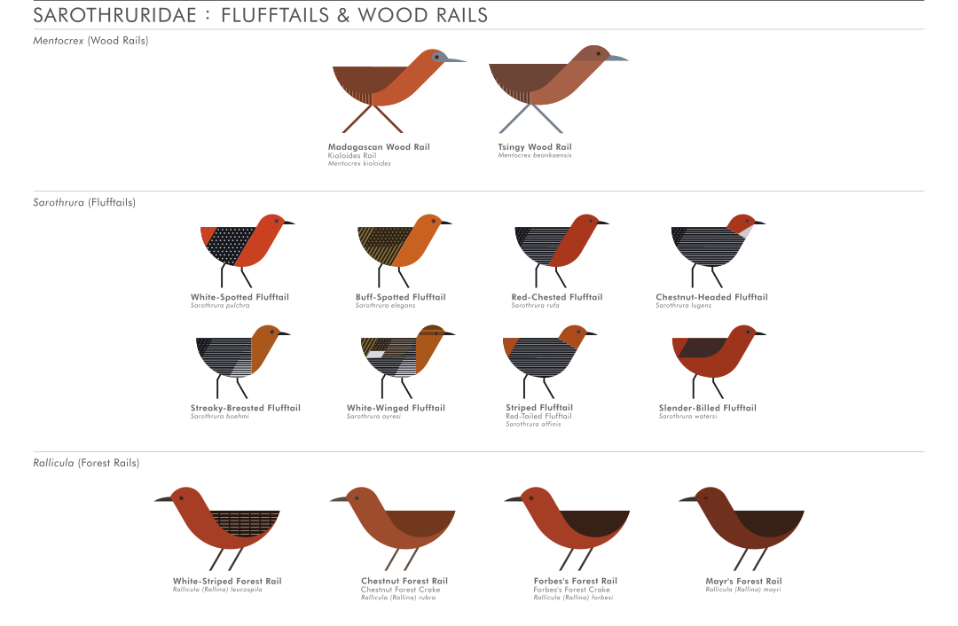 scott partridge - ave - avian vector encyclopedia - flufftails sarothruridae gruiformes - bird vector art