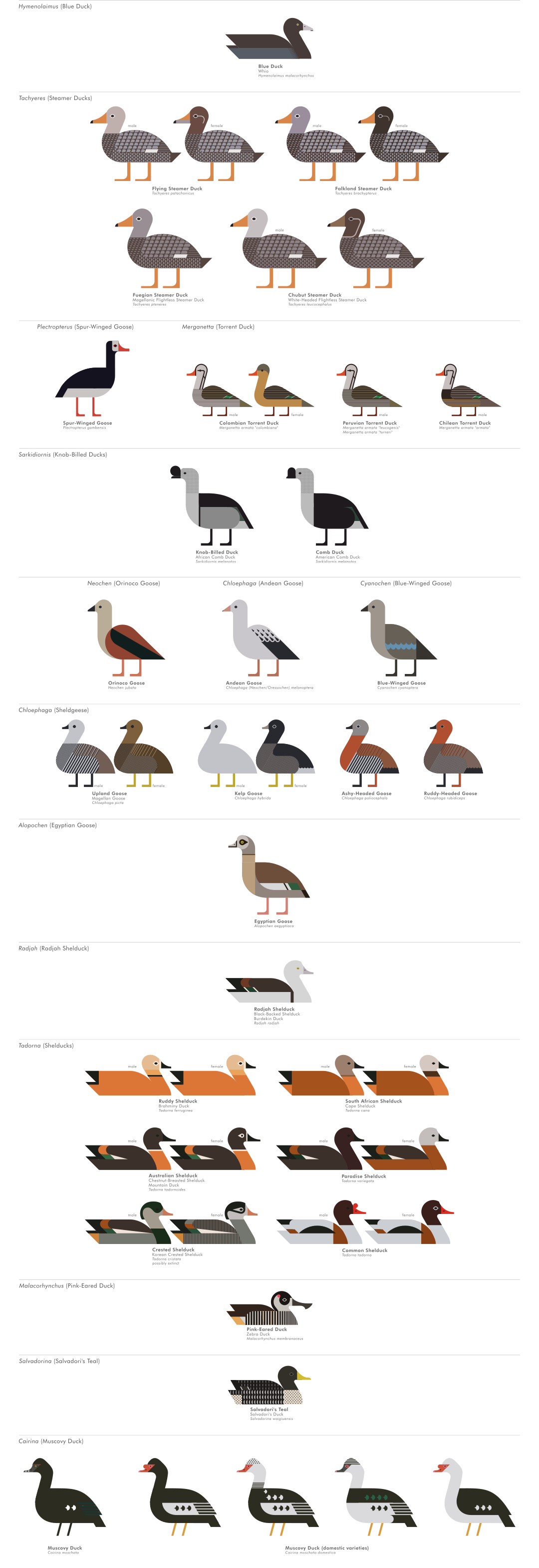 scott partridge - ave - avian vector encyclopedia - shelducks - bird vector art