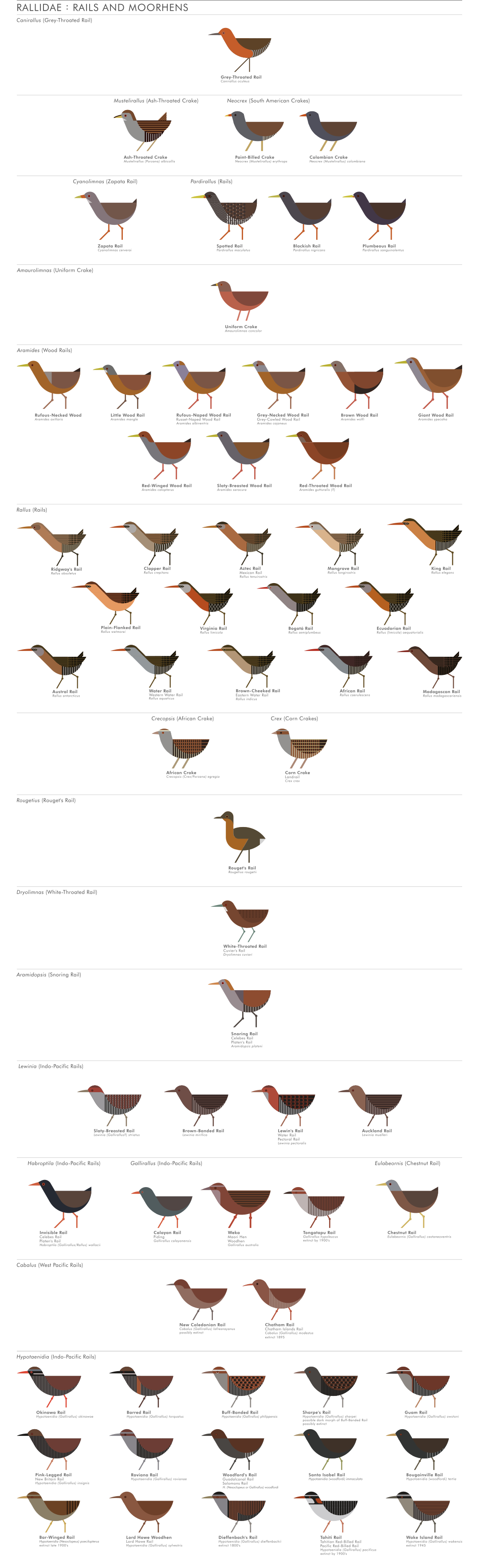 scott partridge - ave - avian vector encyclopedia - rails rallidae gruiformes - bird vector art