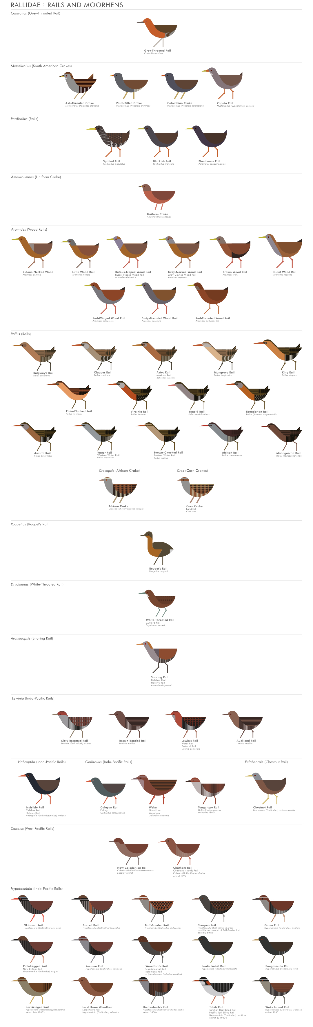 scott partridge - ave - avian vector encyclopedia - rails rallidae gruiformes - bird vector art