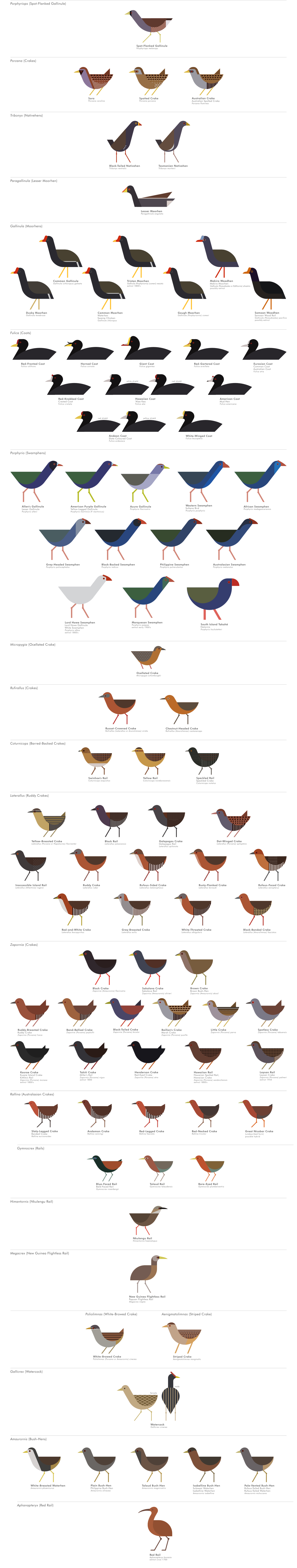 scott partridge - ave - avian vector encyclopedia - rails rallidae gruiformes - bird vector art