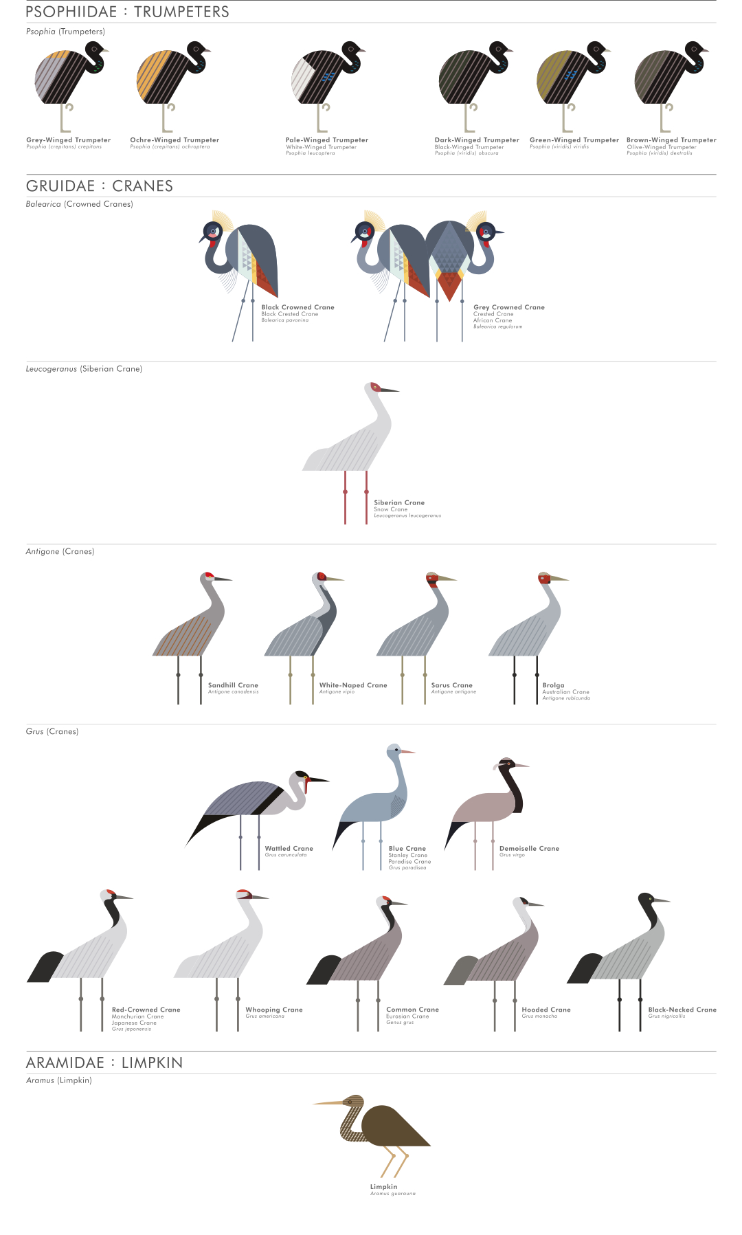 scott partridge - ave - avian vector encyclopedia - cranes gruiformes - bird vector art