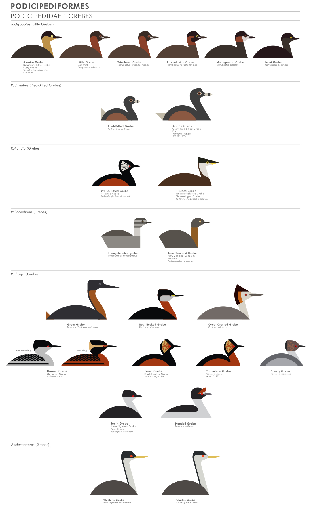 scott partridge - ave - avian vector encyclopedia - grebes - podicipedidae - podicipediformes