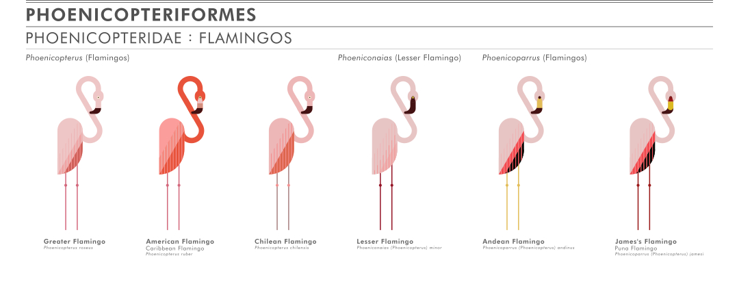 scott partridge - ave - avian vector encyclopedia - flamingos	Phoenicopteriformes Phoenicopteridae