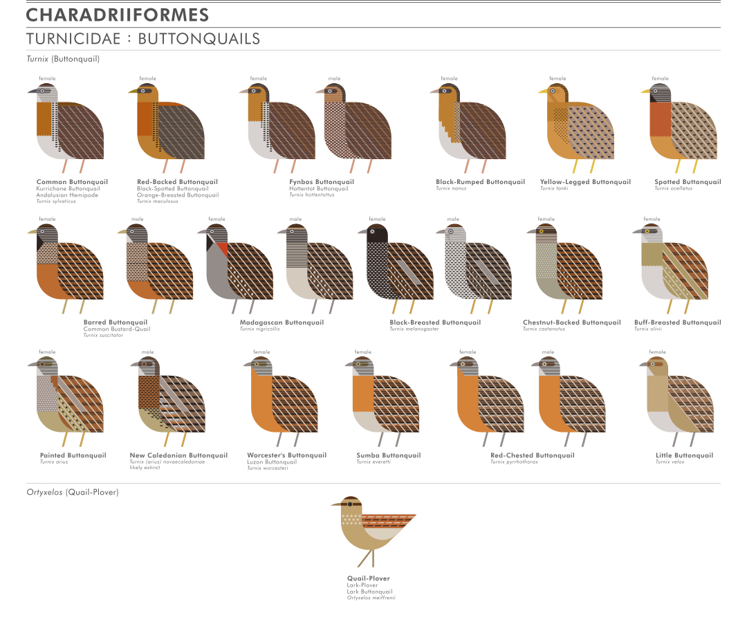 scott partridge - ave - avian vector encyclopedia - shorebirds buttonquails - vector bird art