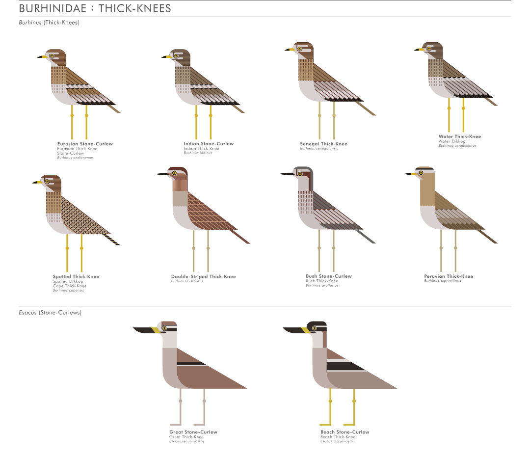scott partridge - ave - avian vector encyclopedia - shorebirds thickknees - vector bird art