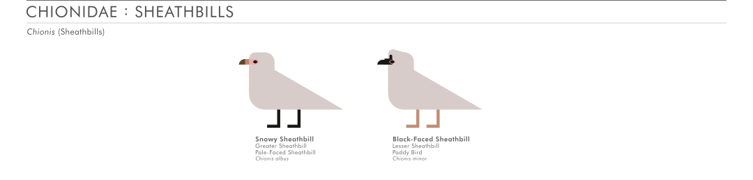scott partridge - ave - avian vector encyclopedia - shorebirds sheathbills - vector bird art