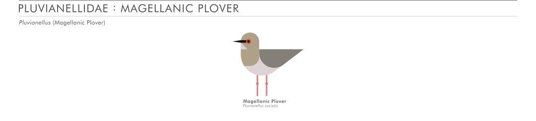 scott partridge - ave - avian vector encyclopedia - shorebirds magellanic plover - vector bird art
