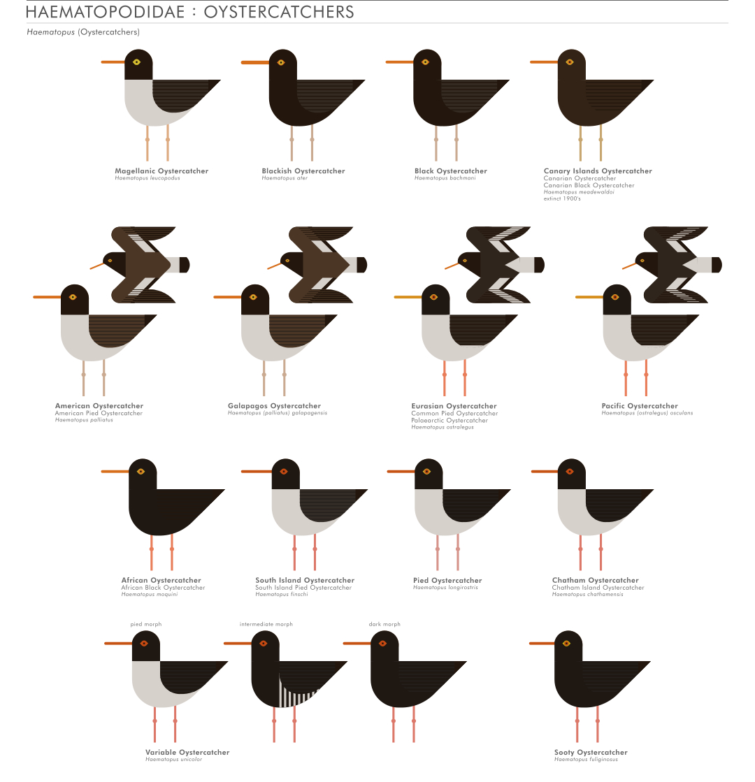 scott partridge - ave - avian vector encyclopedia - shorebirds oystercatchers - vector bird art