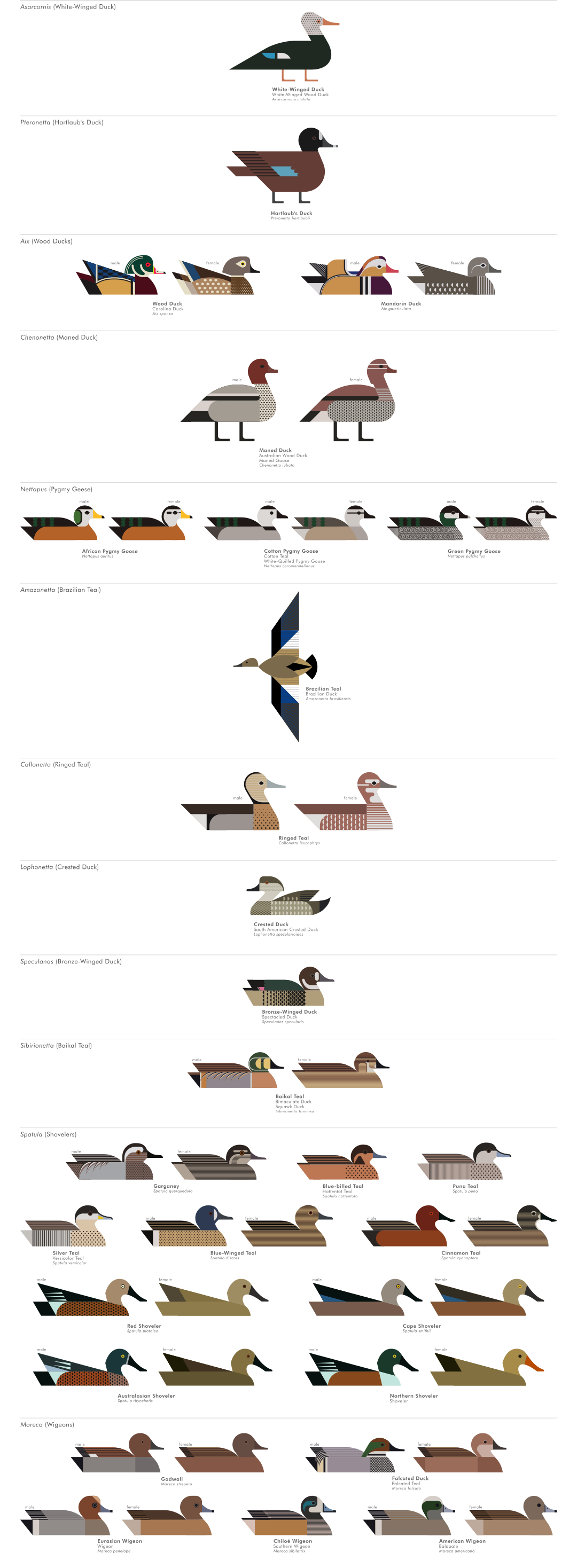 scott partridge - ave - avian vector encyclopedia - dabbling ducks - bird vector art