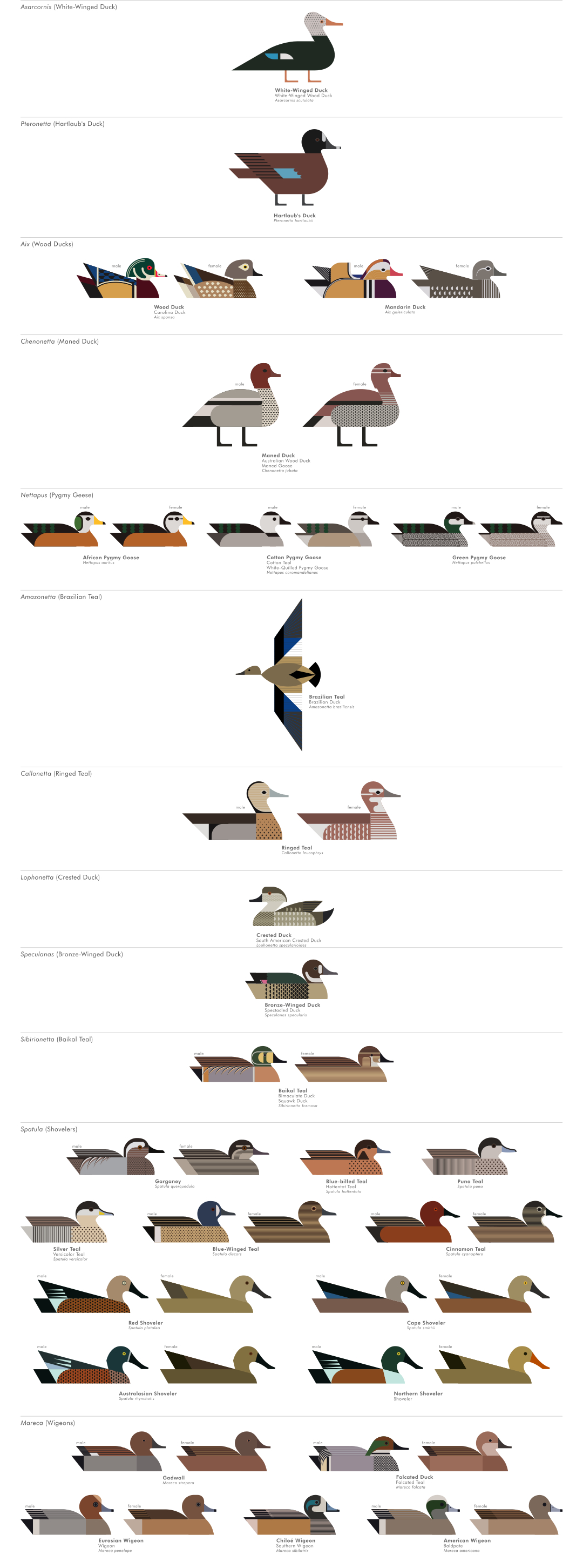 scott partridge - ave - avian vector encyclopedia - dabbling ducks - bird vector art