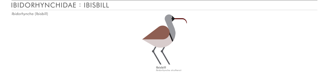 scott partridge - ave - avian vector encyclopedia - shorebirds ibisbill - vector bird art