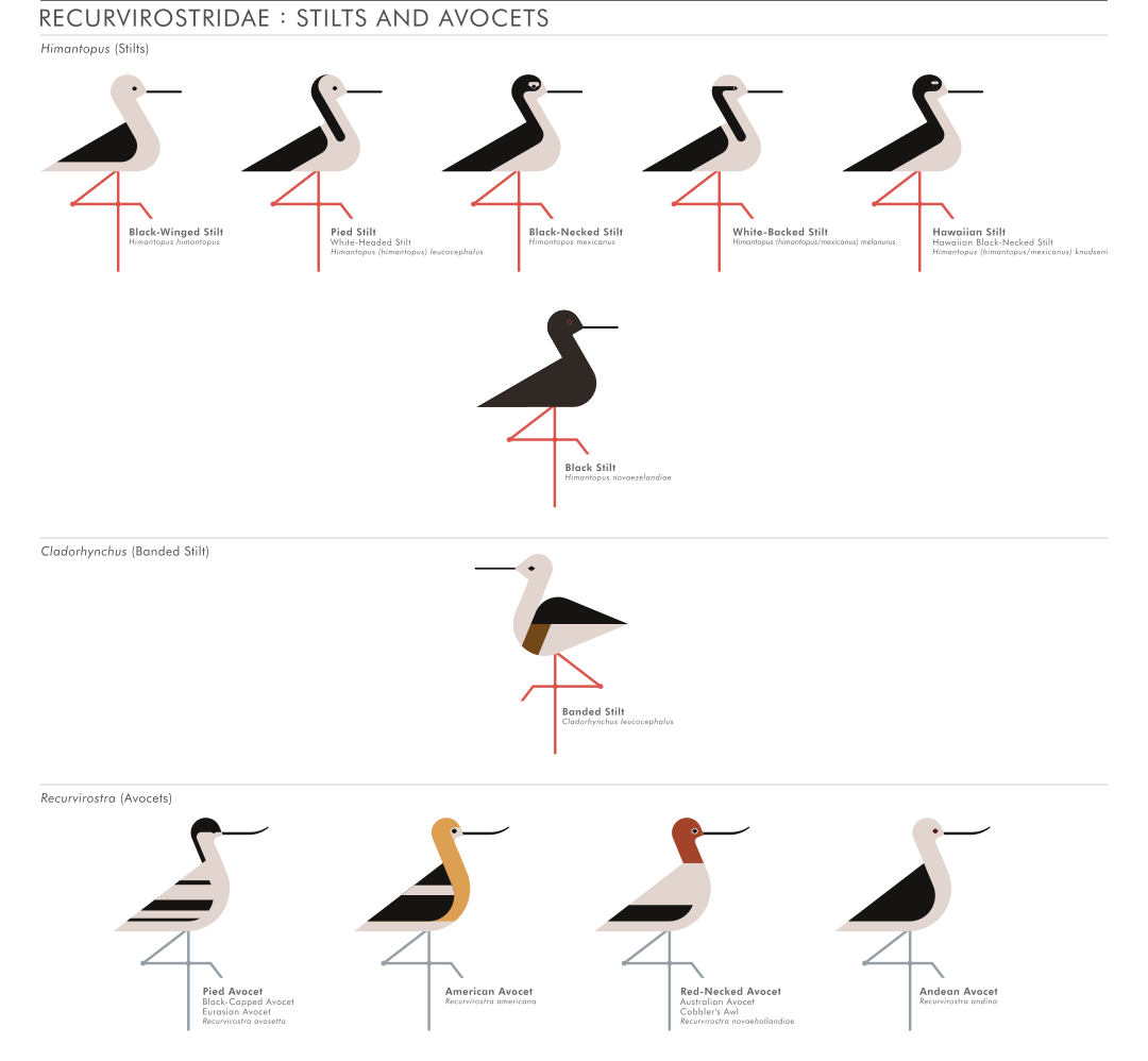 scott partridge - ave - avian vector encyclopedia - shorebirds recurvirostridae - vector bird art