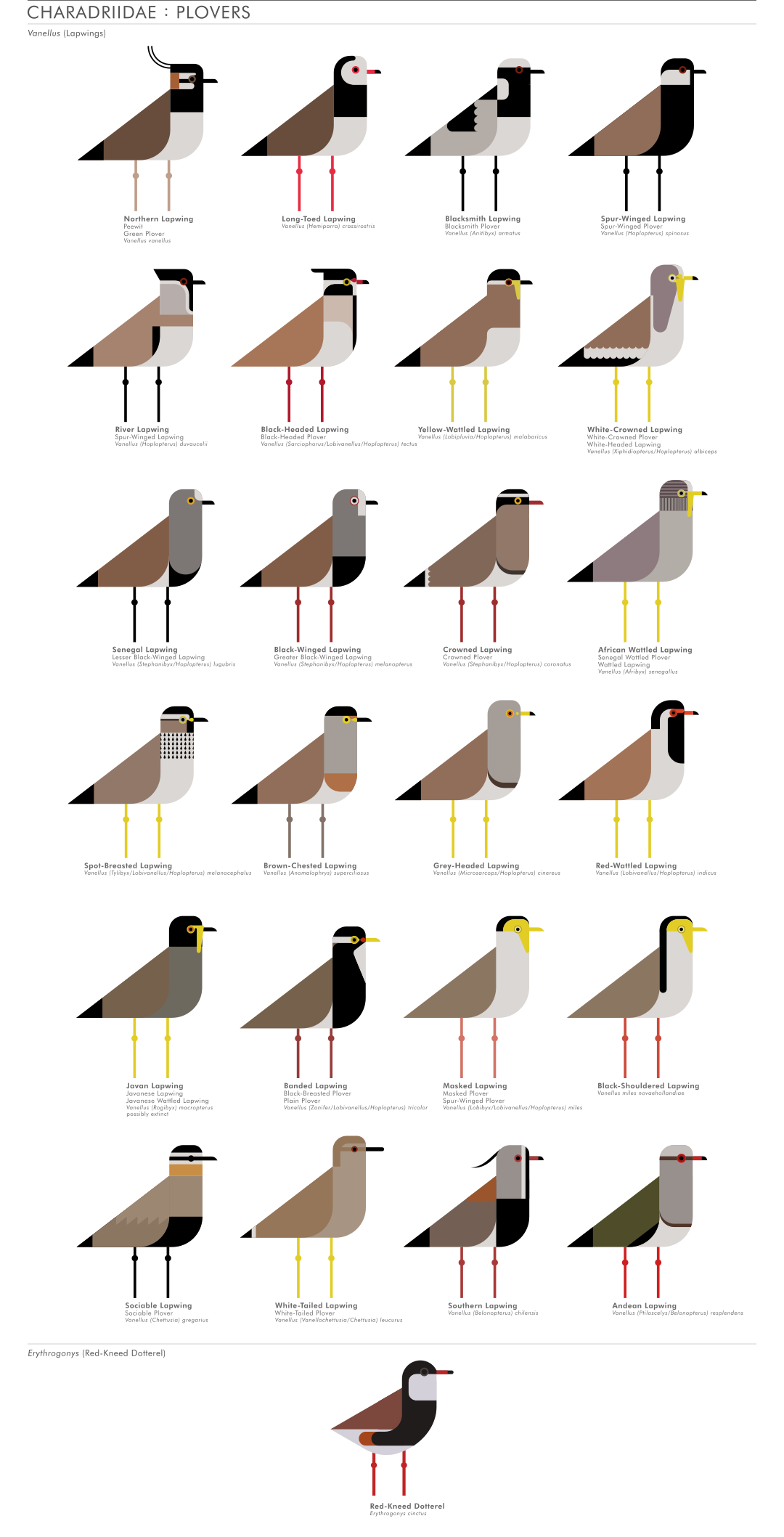scott partridge - ave - avian vector encyclopedia - shorebirds plovers - vector bird art