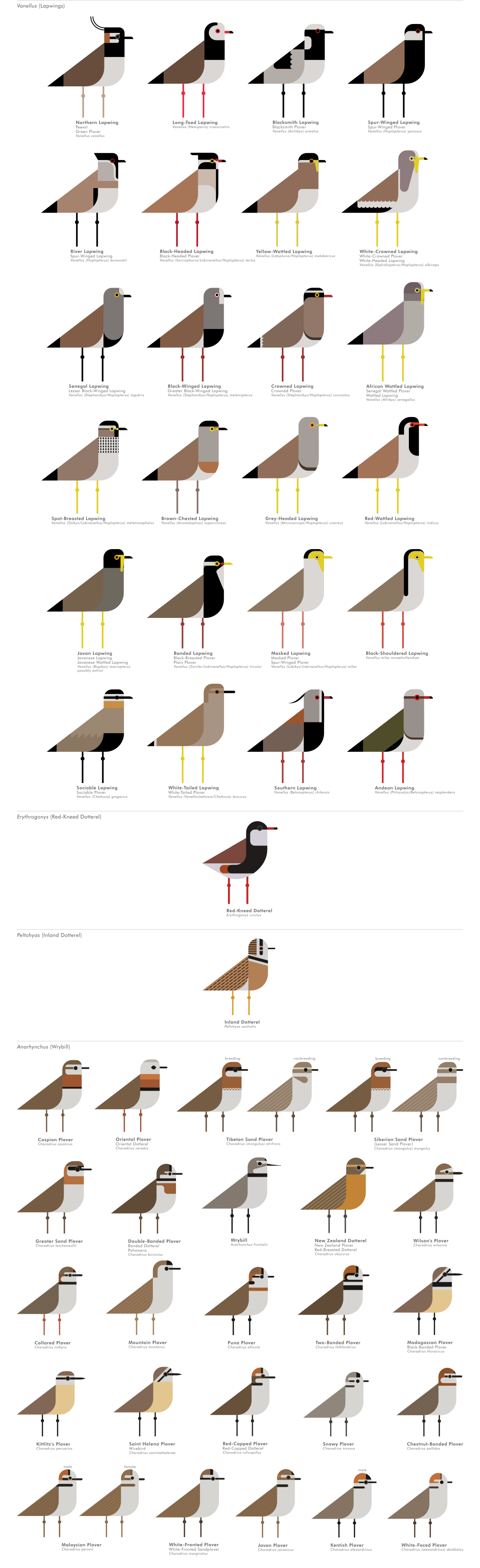 scott partridge - ave - avian vector encyclopedia - shorebirds plovers - vector bird art