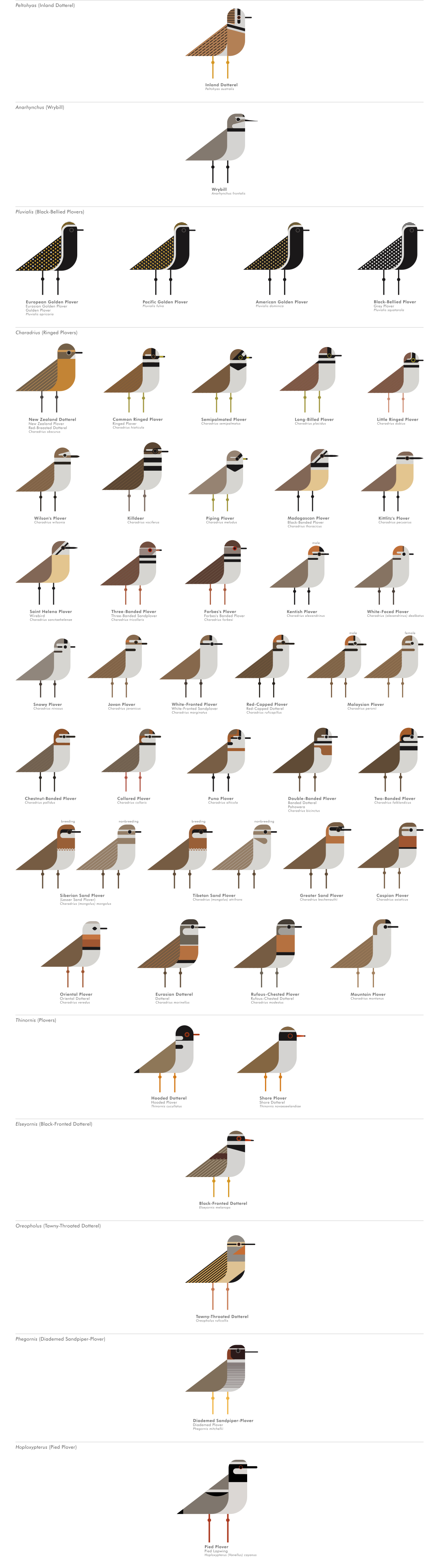 scott partridge - ave - avian vector encyclopedia - shorebirds plovers - vector bird art