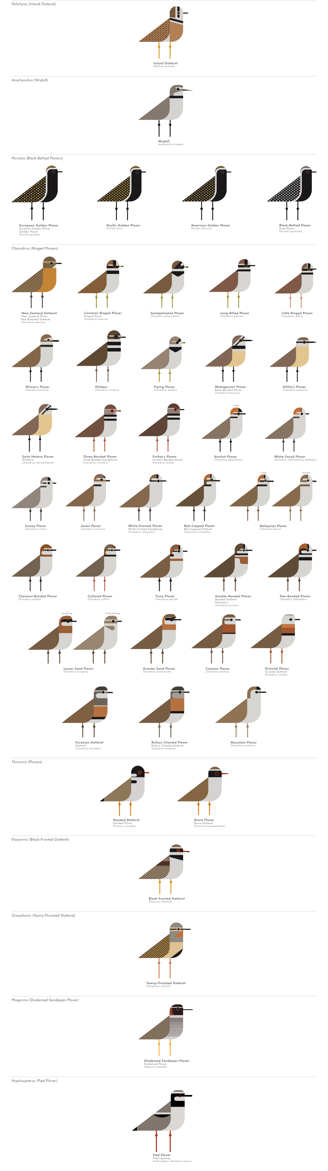 scott partridge - ave - avian vector encyclopedia - shorebirds plovers - vector bird art