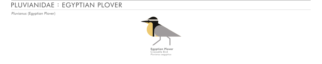 scott partridge - ave - avian vector encyclopedia - egyptian plover - vector bird art