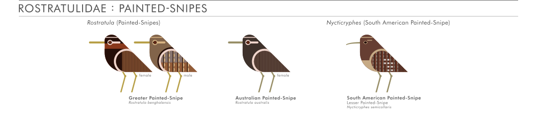 scott partridge - ave - avian vector encyclopedia - painted snipes - vector bird art
