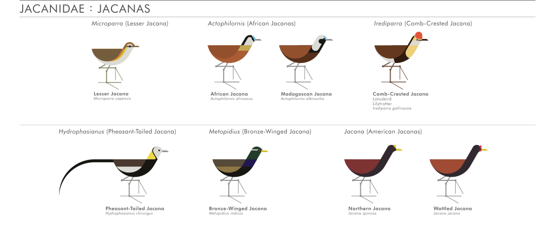 scott partridge - ave - avian vector encyclopedia - jacanas - vector bird art