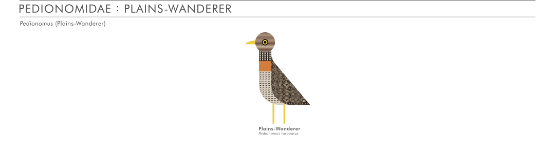scott partridge - ave - avian vector encyclopedia - plains wanderer - vector bird art