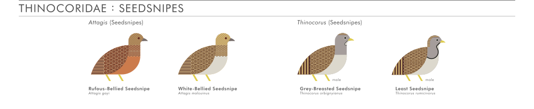 scott partridge - ave - avian vector encyclopedia - seedsnipes - vector bird art