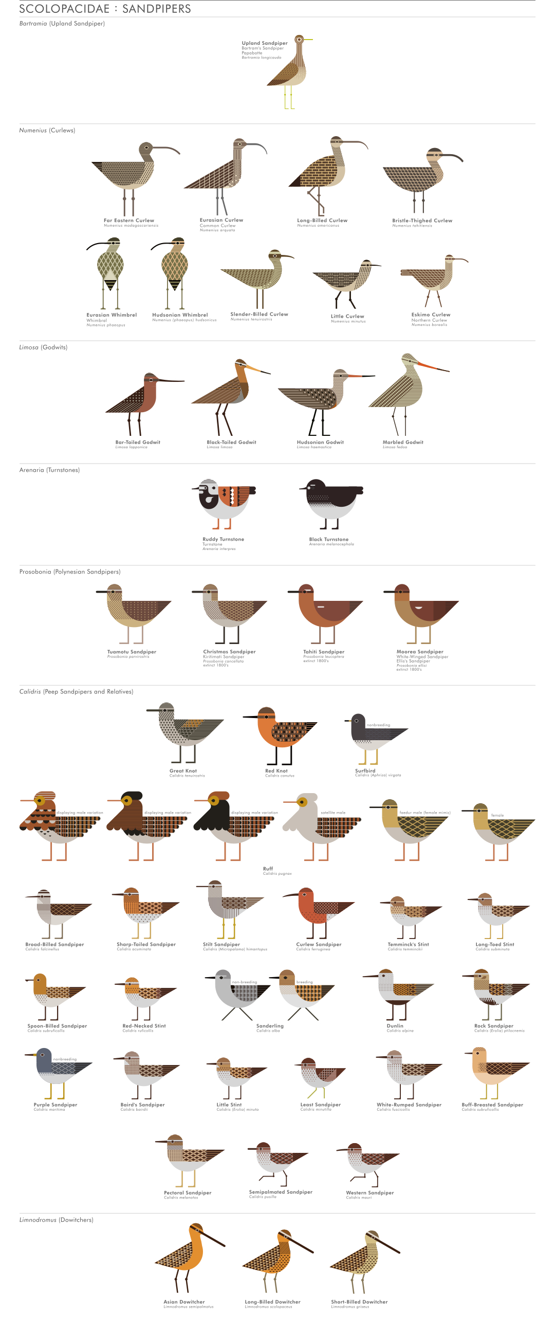 scott partridge - ave - avian vector encyclopedia - waders - vector bird art