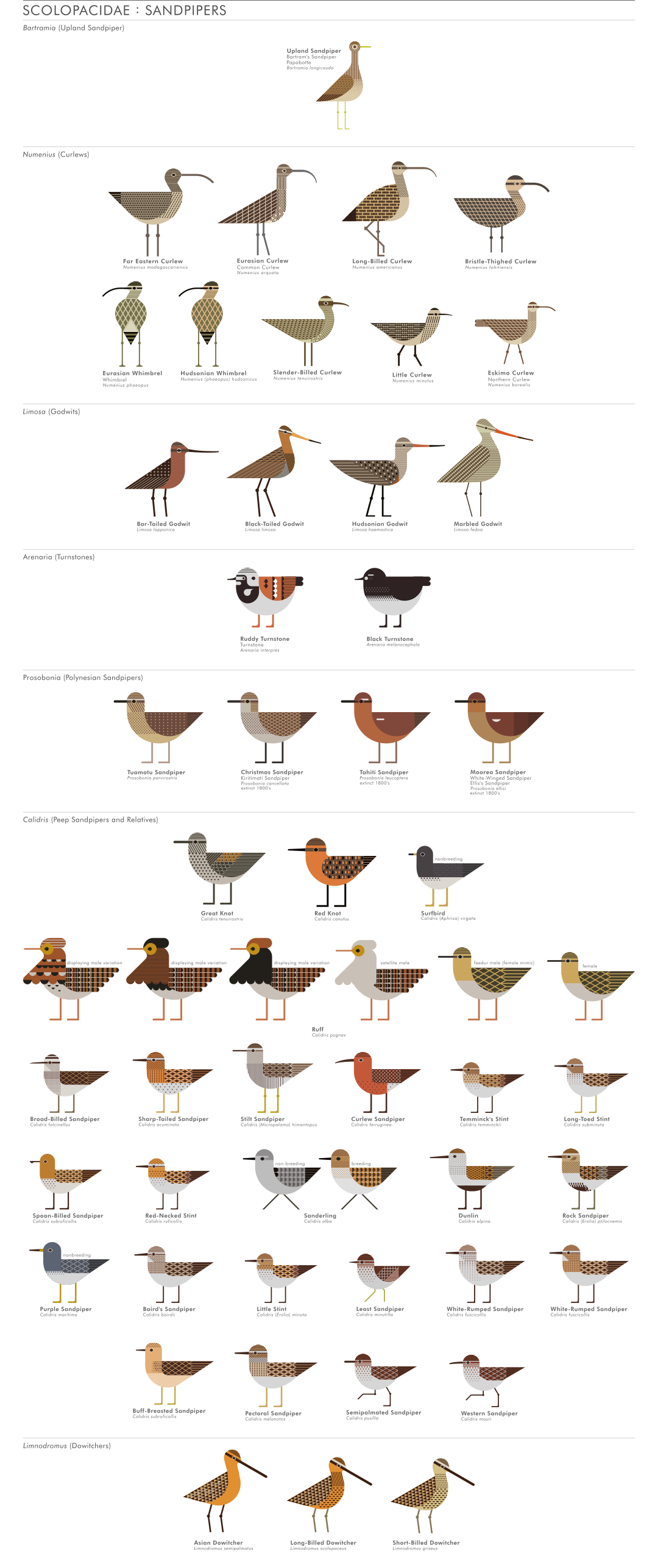 scott partridge - ave - avian vector encyclopedia - waders - vector bird art