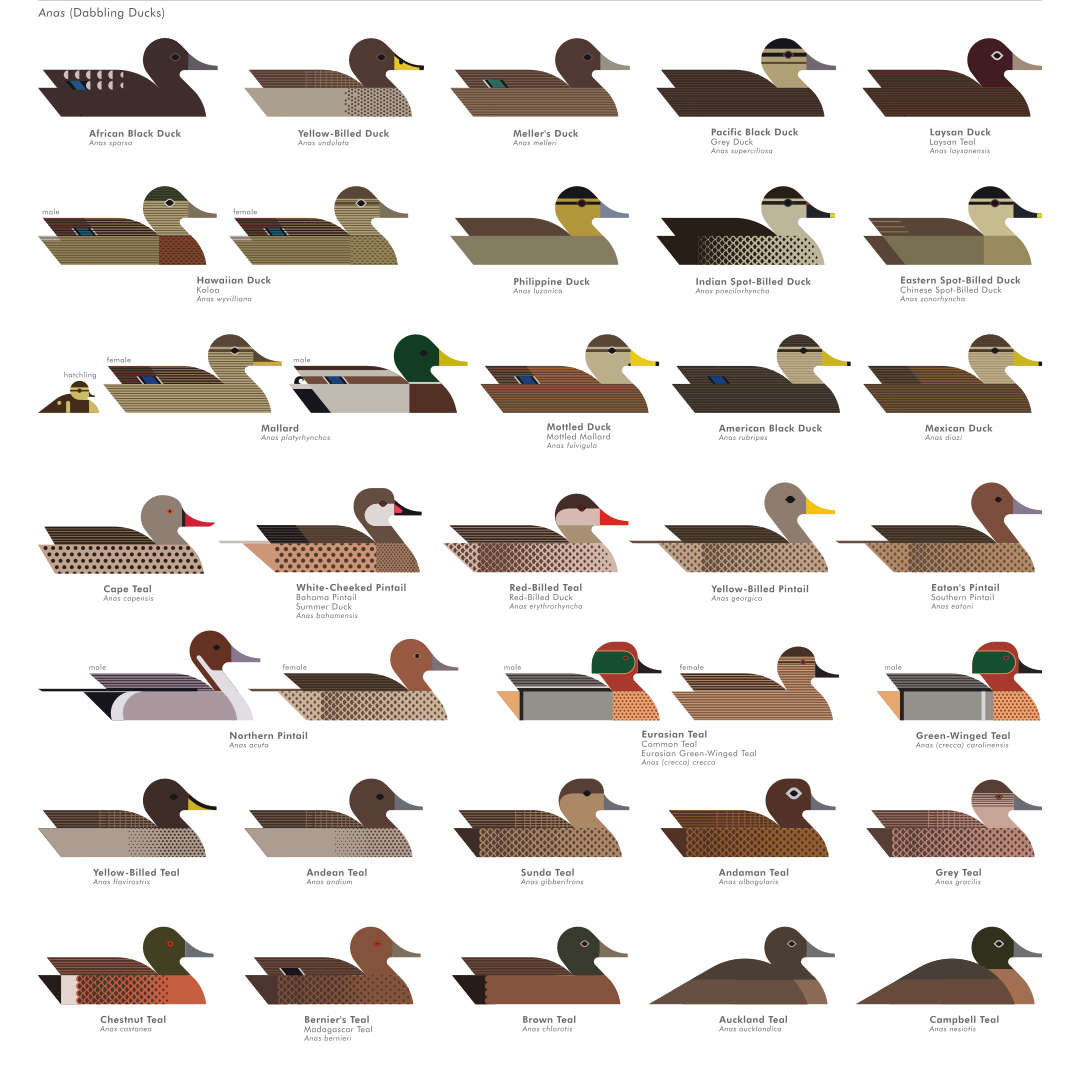 scott partridge - ave - avian vector encyclopedia - anas ducks - bird vector art