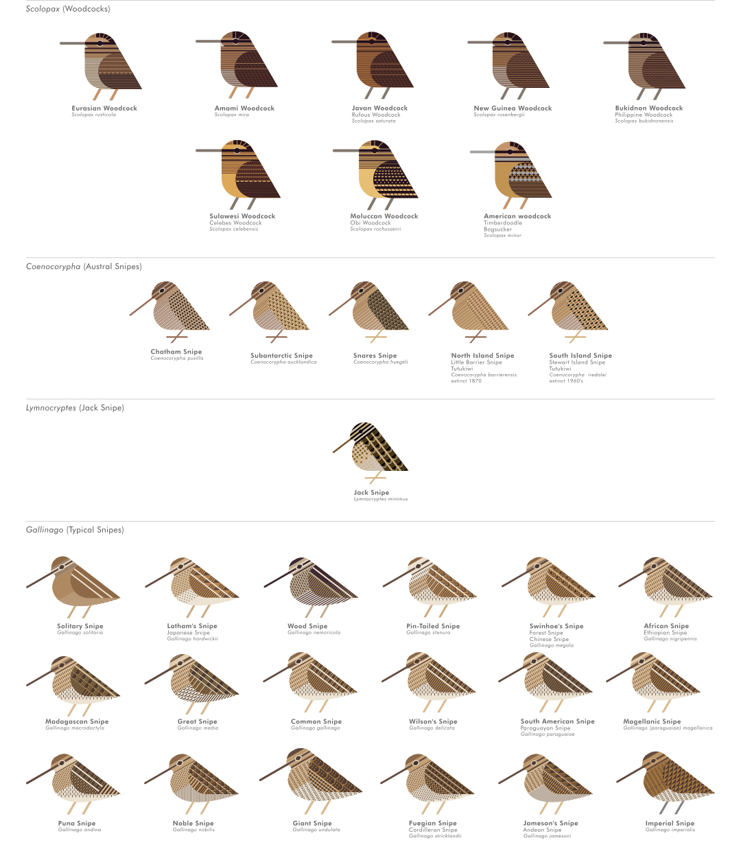scott partridge - ave - avian vector encyclopedia - snipes - vector bird art