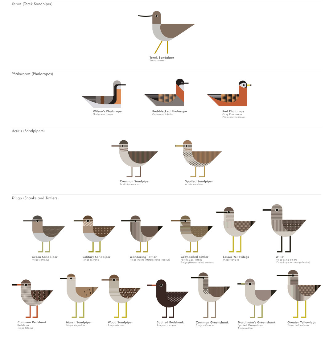 scott partridge - ave - avian vector encyclopedia - phalaropes - vector bird art