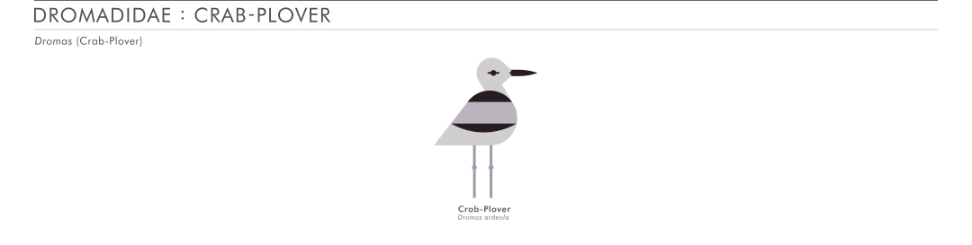 scott partridge - ave - avian vector encyclopedia - crab plover - vector bird art