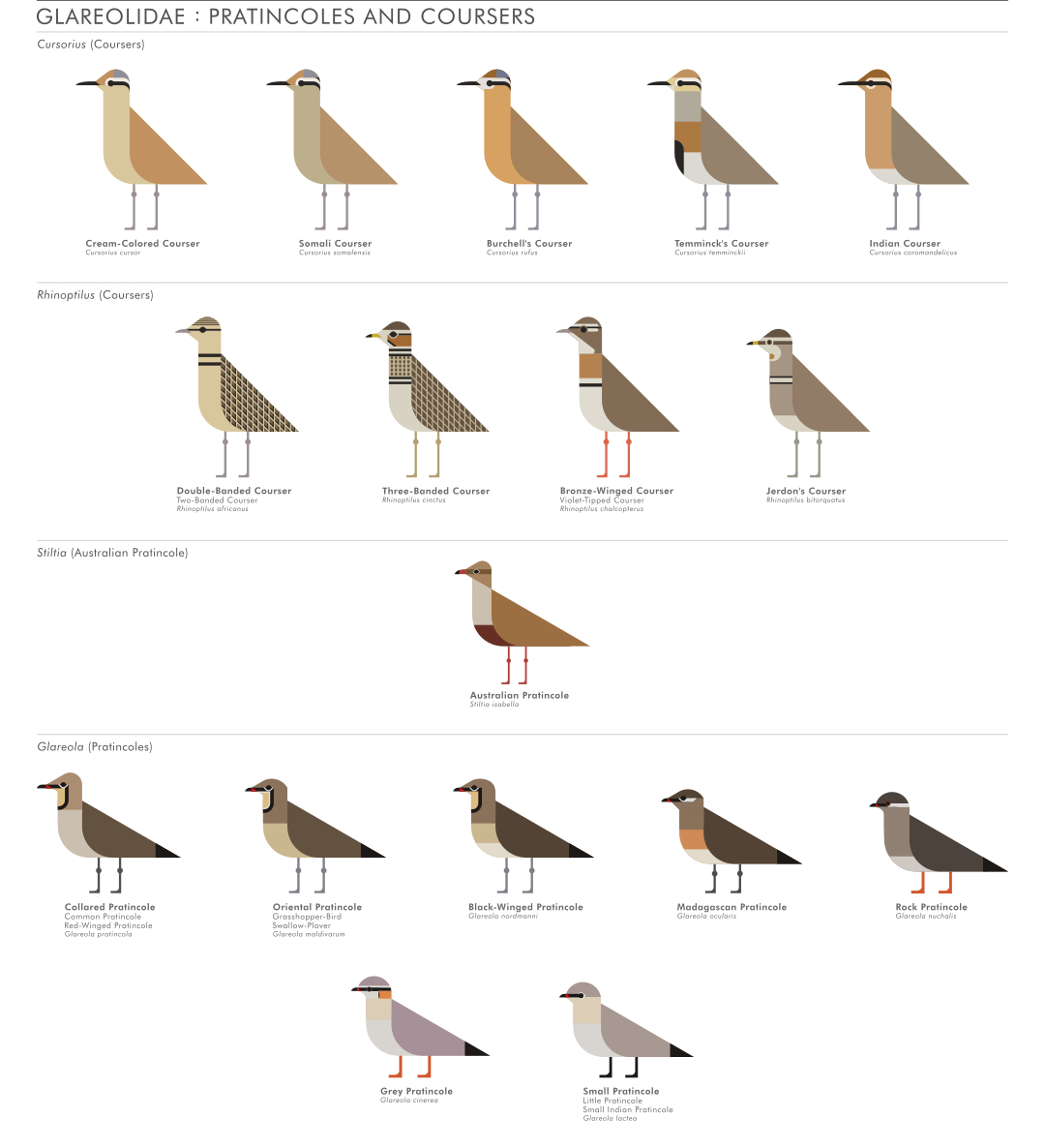 scott partridge - ave - avian vector encyclopedia - glareolidae - vector bird art