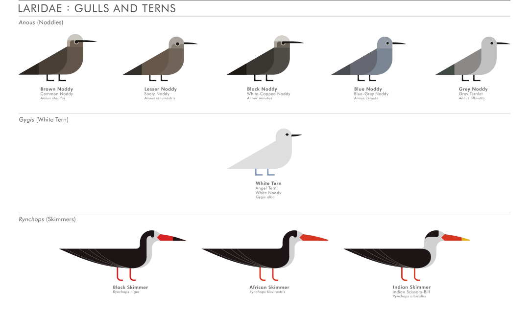 scott partridge - ave - avian vector encyclopedia - gulls - vector bird art