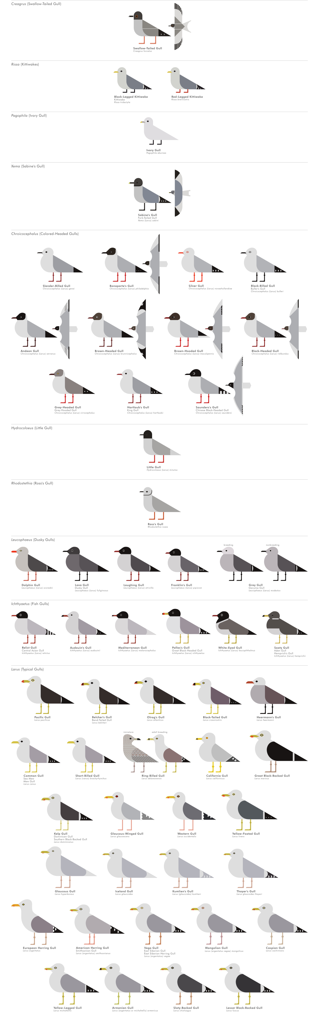 scott partridge - ave - avian vector encyclopedia - gulls - vector bird art