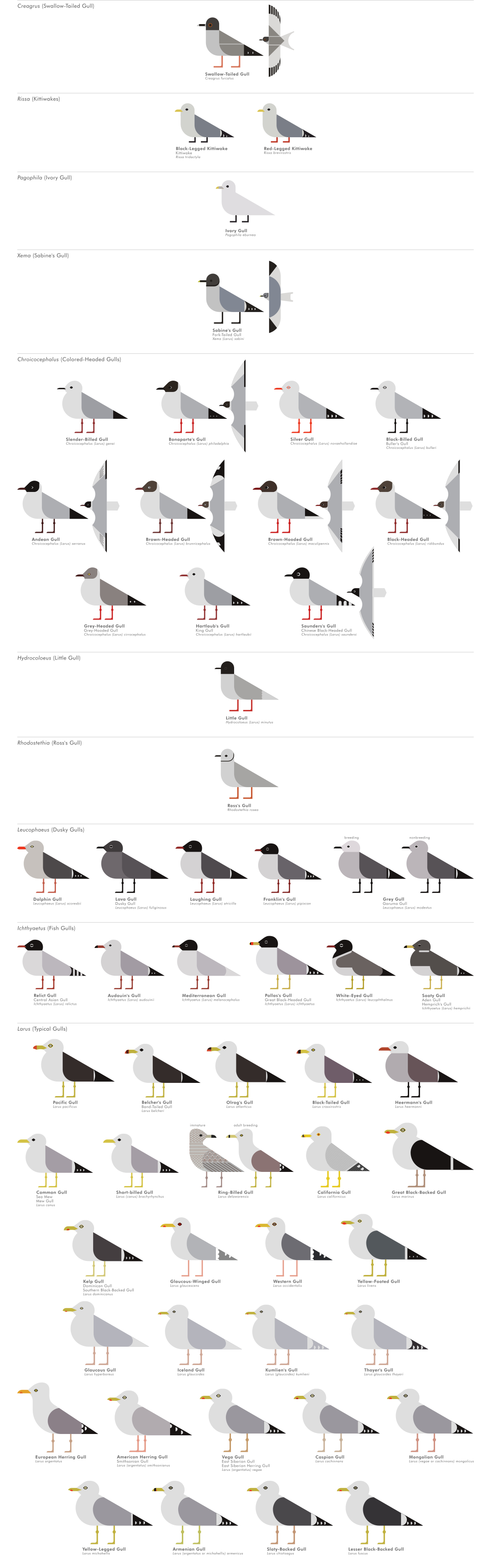 scott partridge - ave - avian vector encyclopedia - gulls - vector bird art