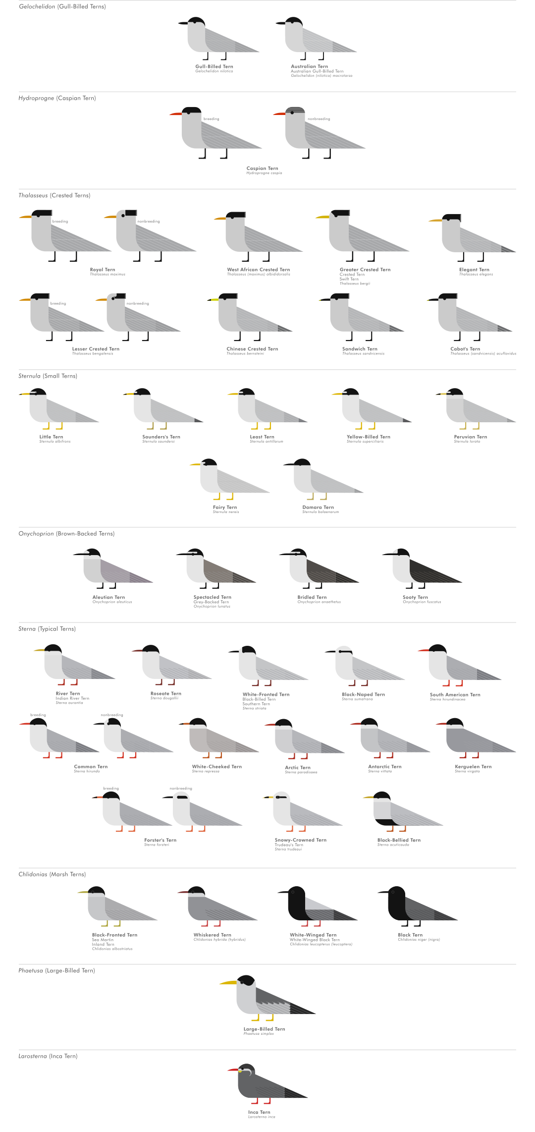 scott partridge - ave - avian vector encyclopedia - terns - vector bird art