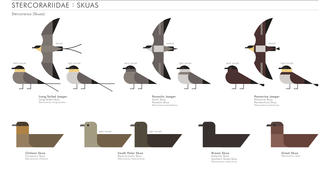scott partridge - ave - avian vector encyclopedia - skuas - vector bird art