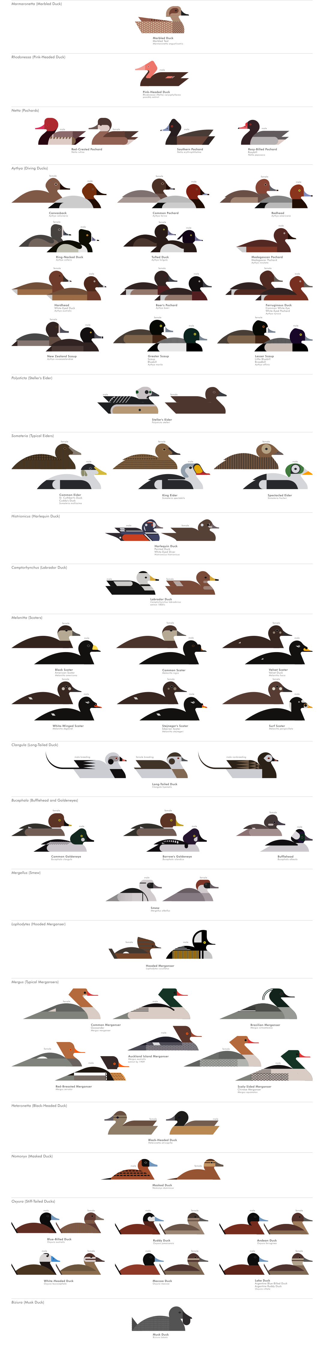 scott partridge - ave - avian vector encyclopedia - diving ducks - bird vector art