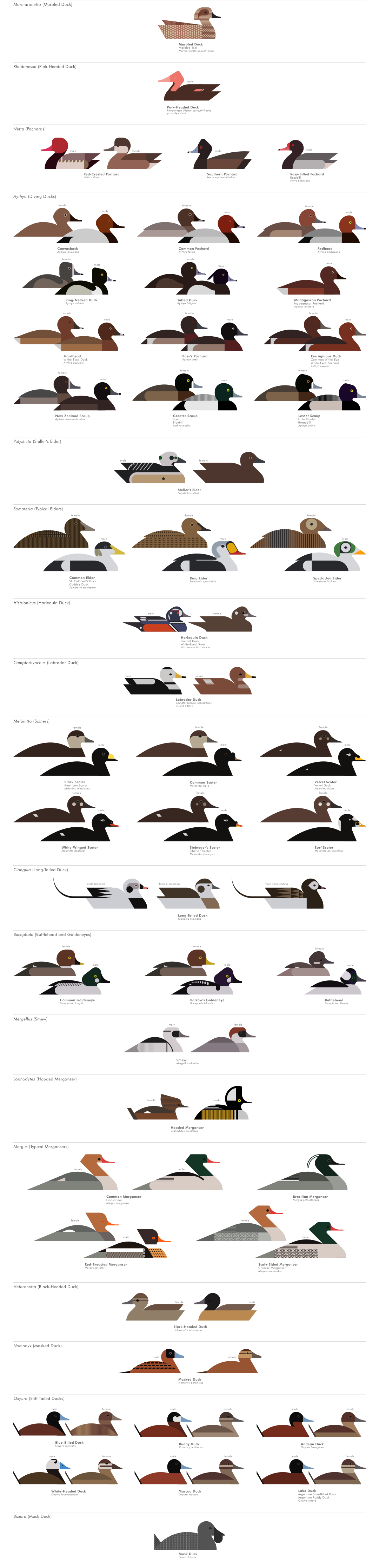 scott partridge - ave - avian vector encyclopedia - diving ducks - bird vector art