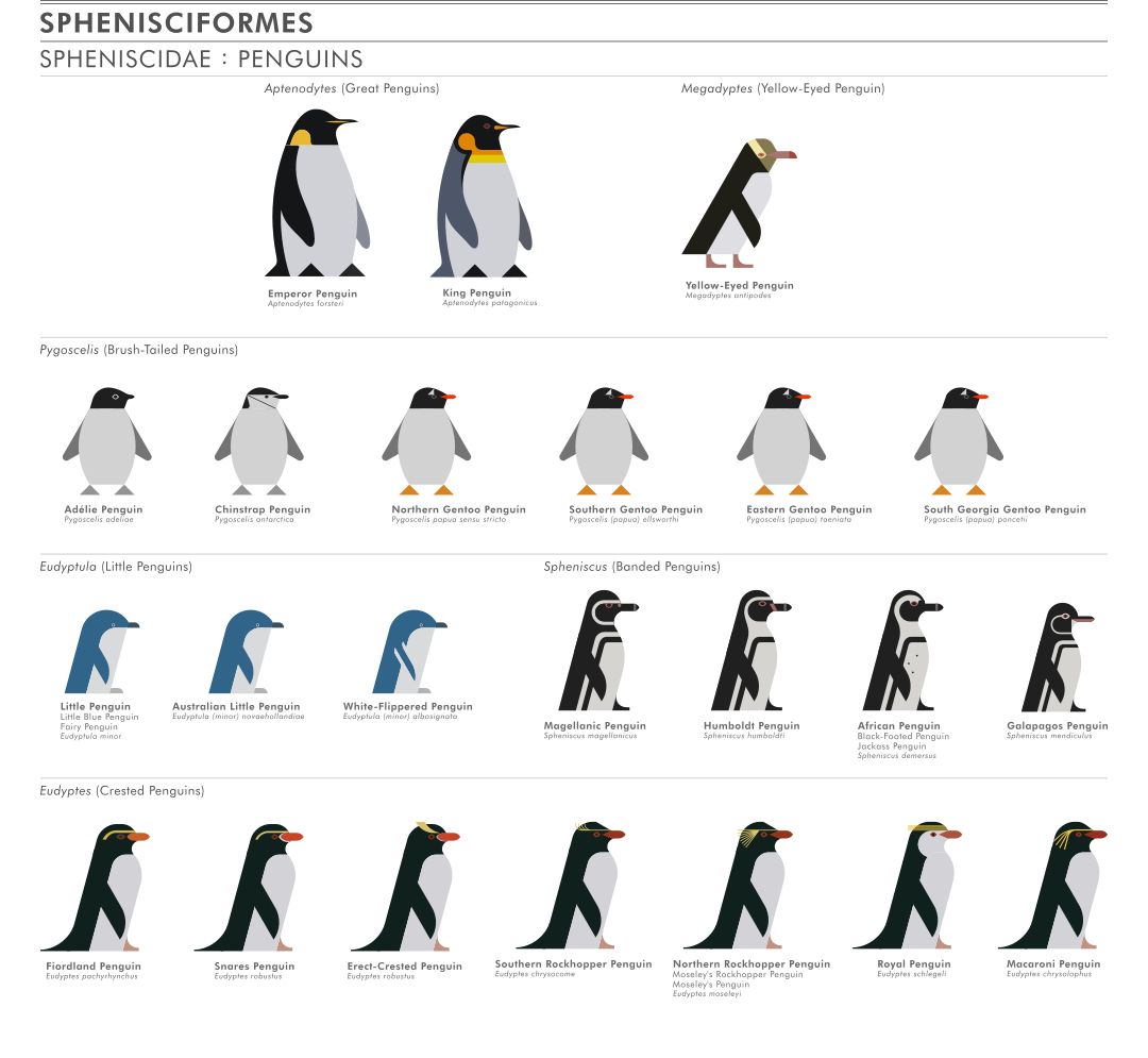 scott partridge - ave - avian vector encyclopedia - penguins Spheniscidae Sphenisciformes- bird vector art
