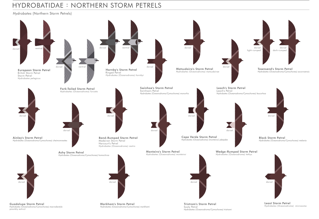 scott partridge - ave - avian vector encyclopedia - prions Procellariiformes - bird vector art