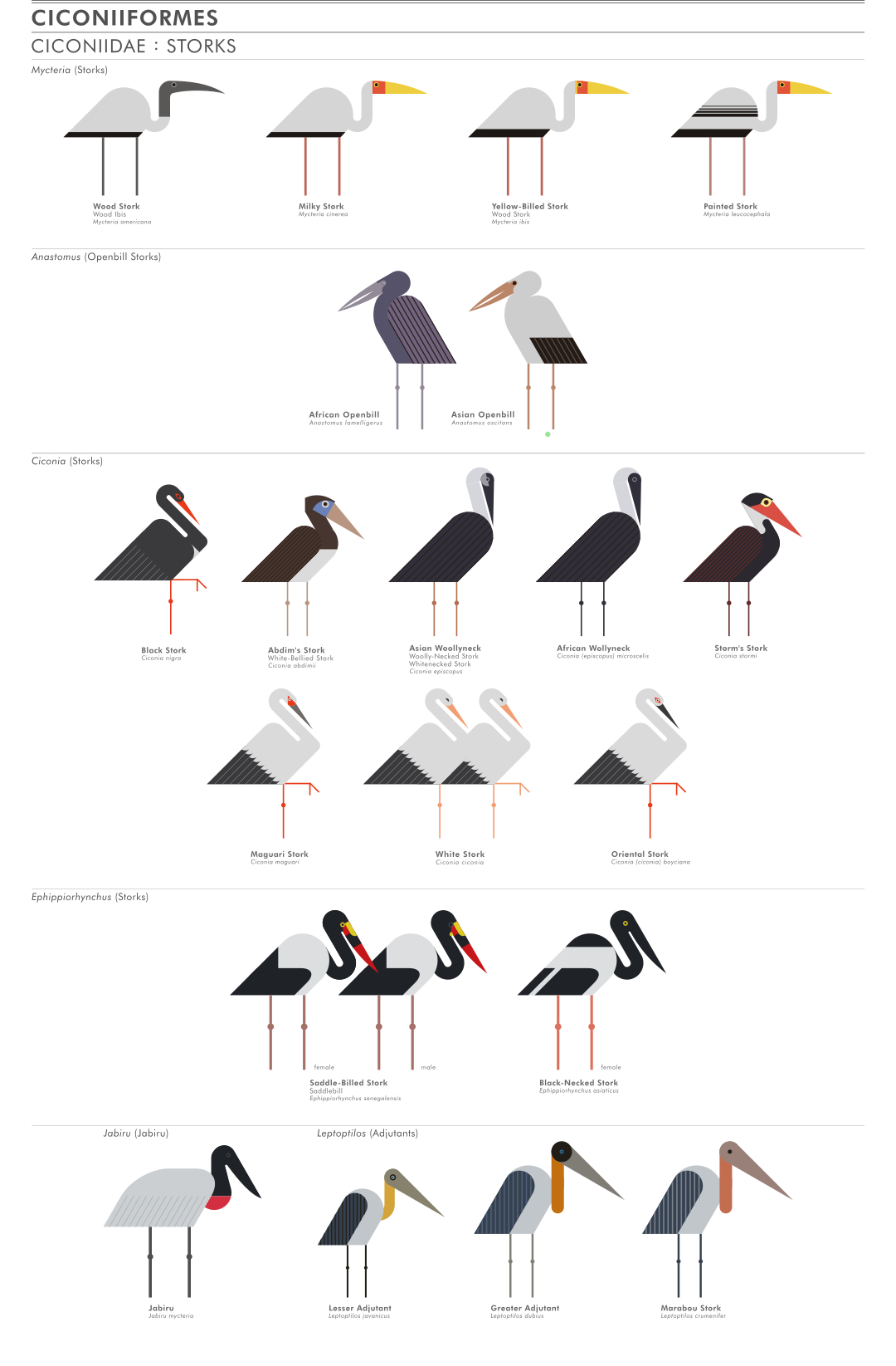 scott partridge - ave - avian vector encyclopedia - storks Ciconiidae Ciconiiformes - bird vector art