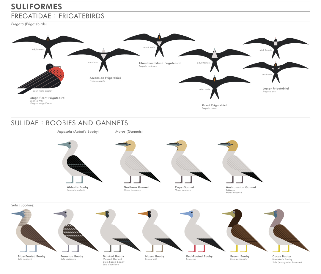 scott partridge - ave - avian vector encyclopedia - frigatebirds Fregatidae boobies suliformes- bird vector art