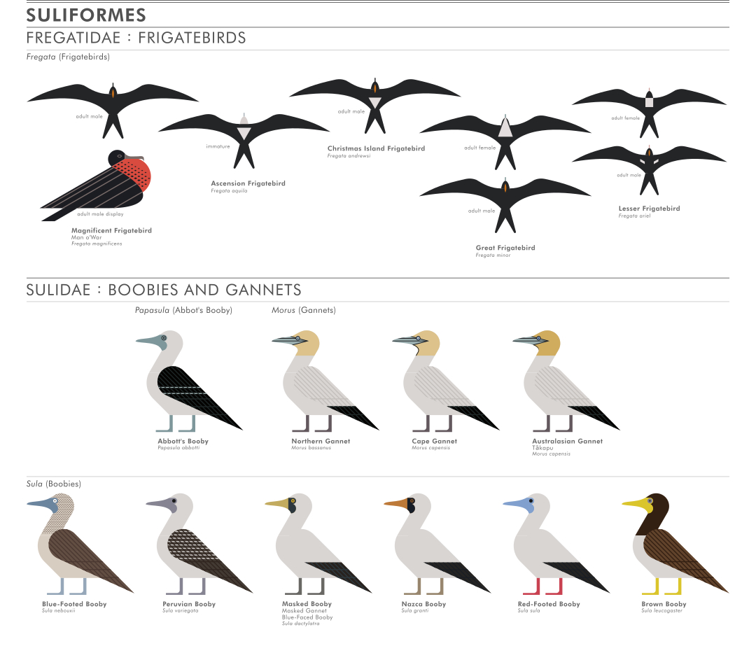 scott partridge - ave - avian vector encyclopedia - frigatebirds Fregatidae boobies suliformes- bird vector art