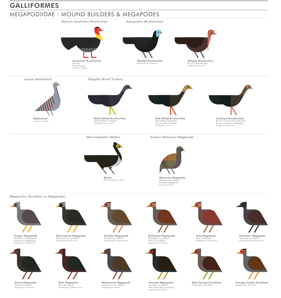 scott partridge - ave - avian vector encyclopedia - megapodes - bird vector art