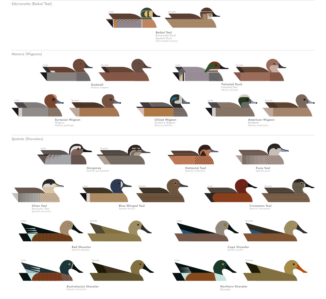 scott partridge - ave - avian vector encyclopedia - dabbling ducks ...