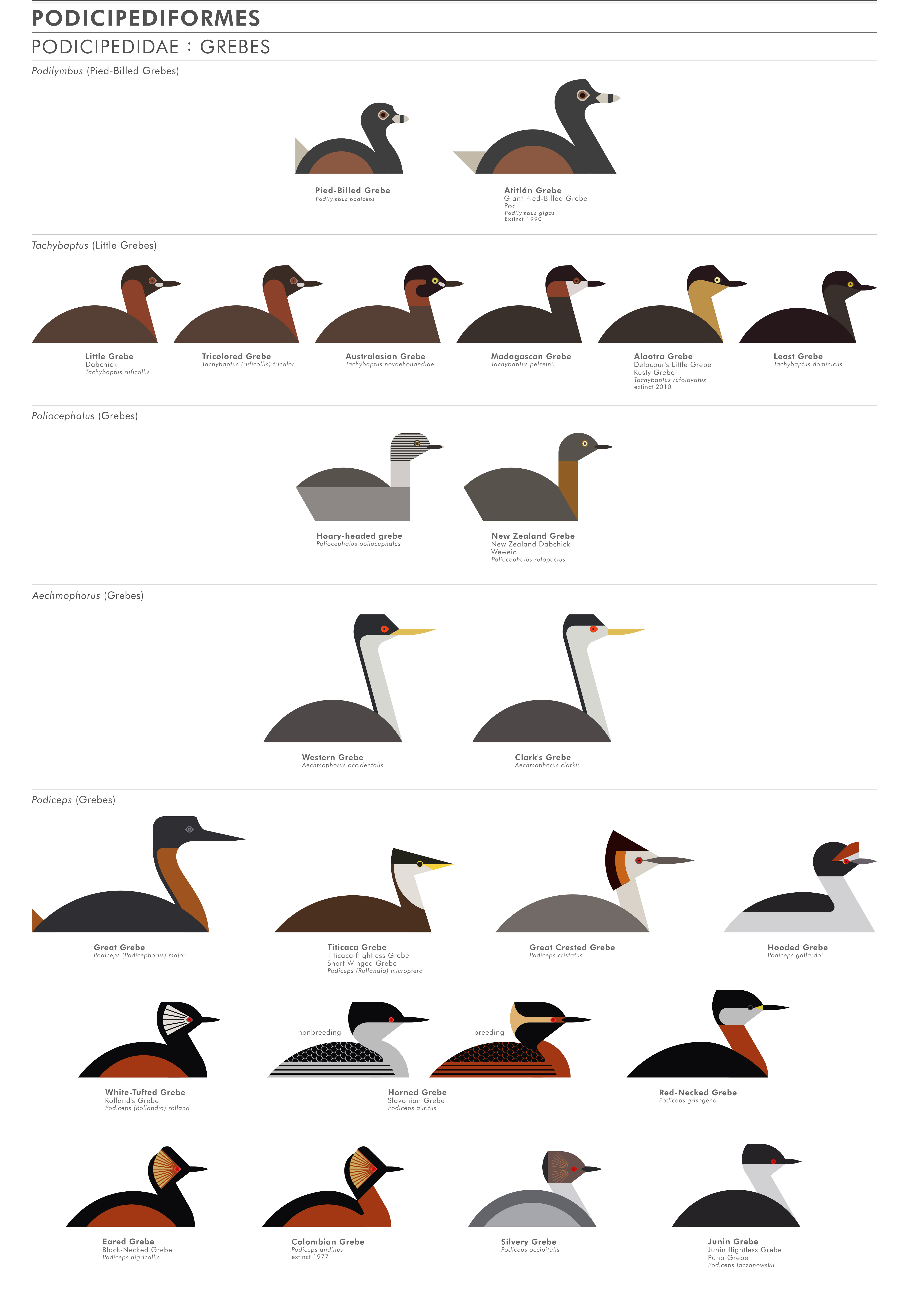 scott partridge - ave - avian vector encyclopedia - grebes ...