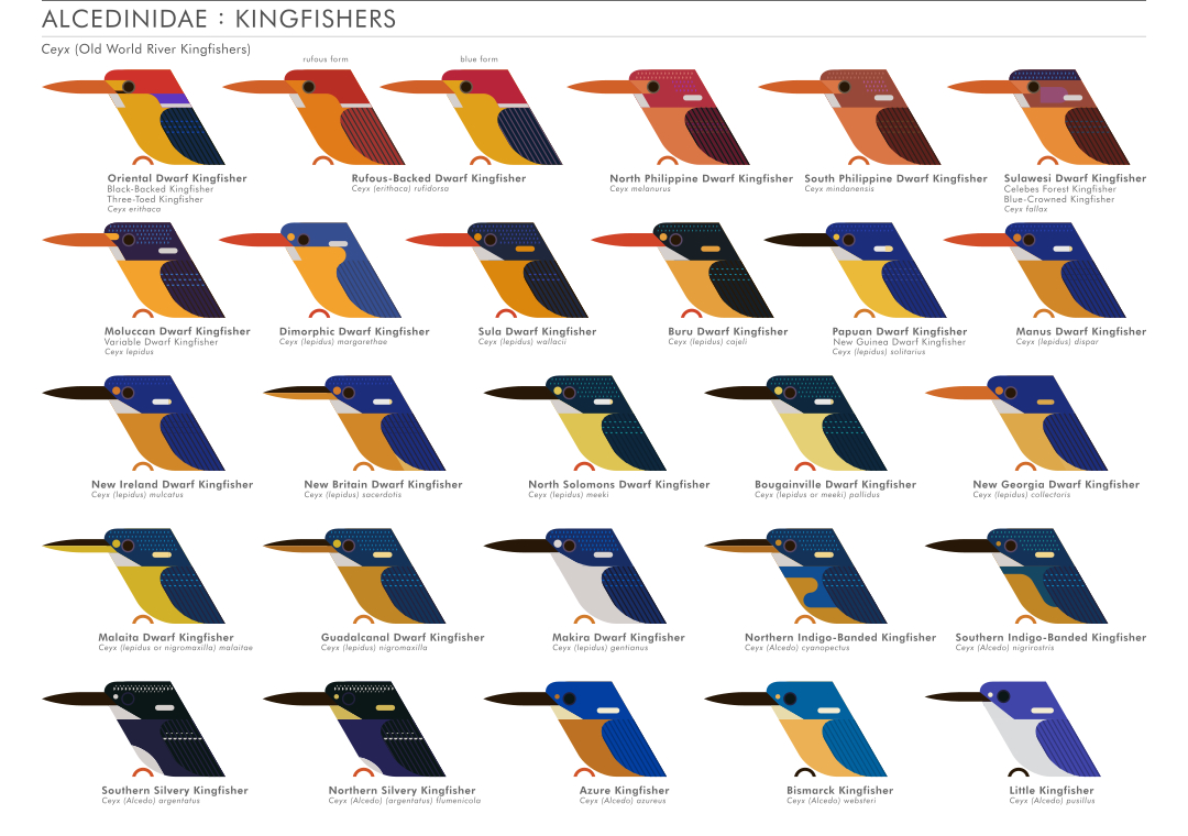 scott partridge - ave - avian vector encyclopedia - kingfishers alcedinidae CORACIIFORMES- bird vector art